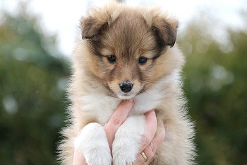 Hiphip Hurra vom Affinger Bach, 7 Wochen alt