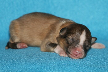 Hoppla Hopp vom Affinger Bach, 1 Tag alt