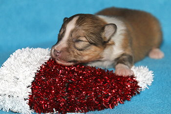 Hoppla Hopp vom Affinger Bach, 1 Woche alt