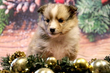 Hoppla Hopp vom Affinger Bach, 5 Wochen alt