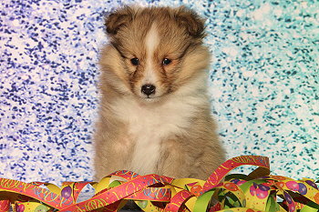 Hoppla Hopp vom Affinger Bach, 6 Wochen alt