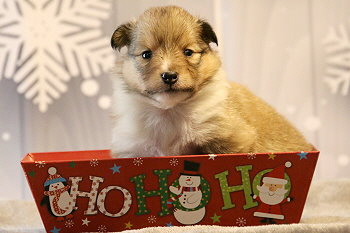 Hanky Panky vom Affinger Bach, 3 Wochen alt