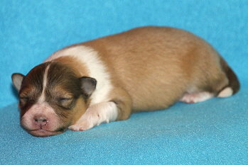 Ignatz vom Affinger Bach, 1 Woche alt