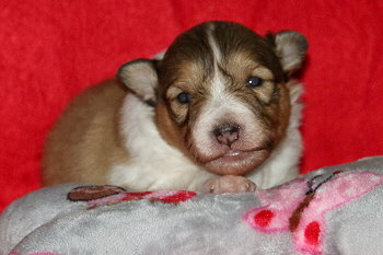 Ignatz vom Affinger Bach, 2 Wochen alt