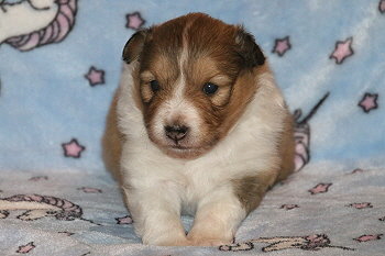 Ignatz vom Affinger Bach, 3 Wochen alt