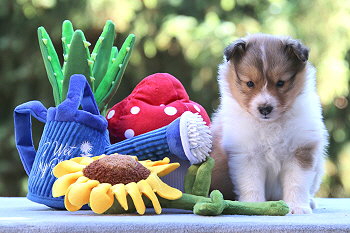 Ignatz vom Affinger Bach, 5 Wochen alt