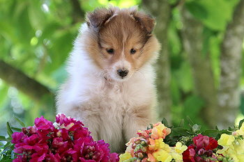 Ignatz vom Affinger Bach, 7 Wochen alt