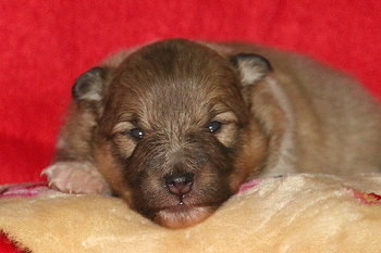 Isolde vom Affinger Bach, 2 Wochen alt