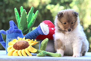 Isolde vom Affinger Bach, 5 Wochen alt