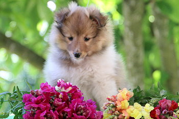 Isolde vom Affinger Bach, 7 Wochen alt