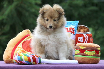 Isolde vom Affinger Bach, 8 Wochen alt