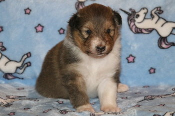 Ivo vom Affinger Bach, 3 Wochen alt