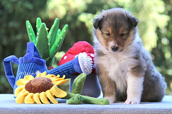 Ivo vom Affinger Bach, 5 Wochen alt