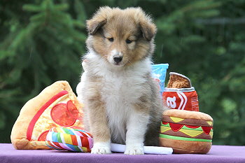 Ivo vom Affinger Bach, 8 Wochen alt