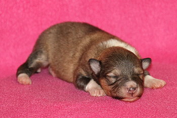 Inga vom Affinger Bach, 1 Woche alt