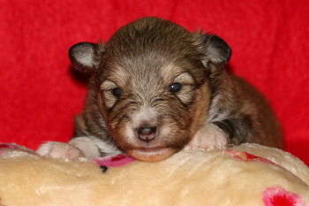 Inga vom Affinger Bach, 2 Wochen alt