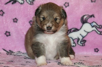 Inga vom Affinger Bach, 3 Wochen alt