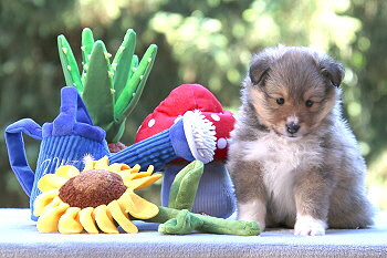 Inga vom Affinger Bach, 5 Wochen alt