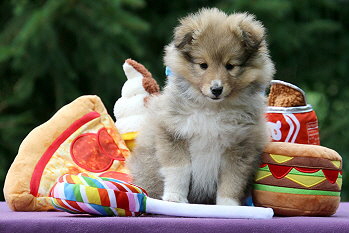 Inga vom Affinger Bach, 8 Wochen alt