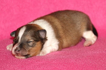 Irma vom Affinger Bach, 1 Woche alt