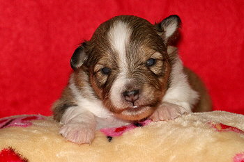 Irma vom Affinger Bach, 2 Wochen alt