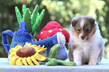 Irma vom Affinger Bach, 5 Wochen alt