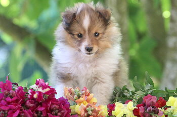 Irma vom Affinger Bach, 7 Wochen alt