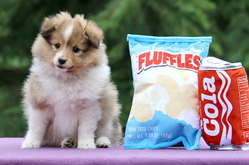 Irma vom Affinger Bach, 8 Wochen alt