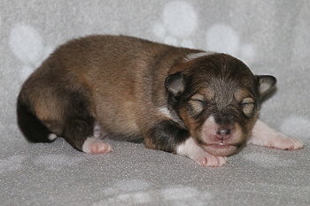 Julius C. vom Affinger Bach. 1 Woche alt