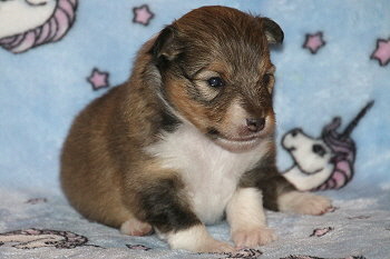 Julius C. vom Affinger Bach, 2 Wochen alt