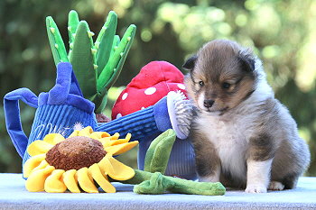 Julius C. vom Affinger Bach, 4 Wochen alt