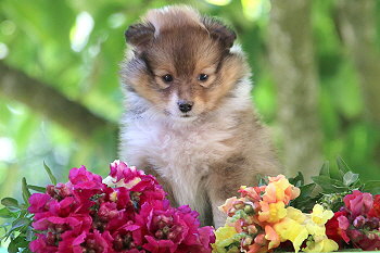 Julius C. vom Affinger Bach, 6 Wochen alt