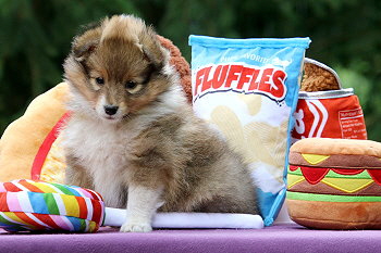 Julius C. vom Affinger Bach, 7 Wochen alt