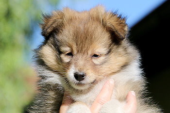 Julius C. vom Affinger Bach, 8 Wochen alt