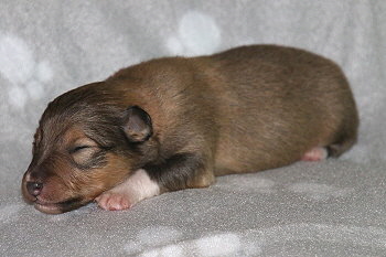 Jim K. vom Affinger Bach, 1 Woche alt