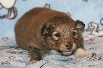 Jim K. vom Affinger Bach, 2 Wochen alt