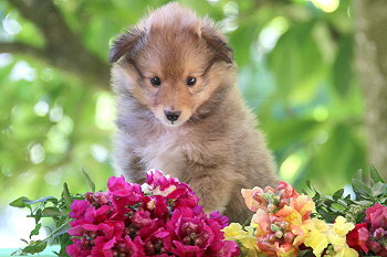 Jim K. vom Affinger Bach, 6 Wochen alt