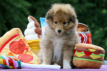 Jim K. vom Affinger Bach, 7 Wochen alt