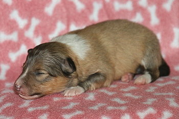 Joko O. vom Affinger Bach. 1 Woche alt