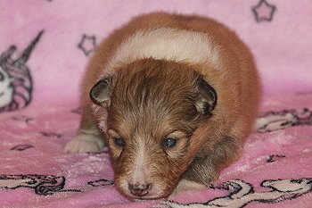 Joko O. vom Affinger Bach, 2 Wochen alt