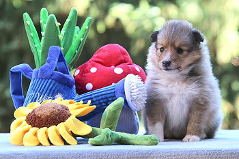 Joko O. vom Affinger Bach, 4 Wochen alt