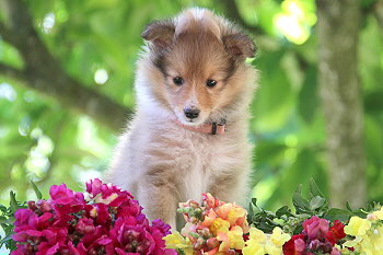 Joko O. vom Affinger Bach, 6 Wochen alt