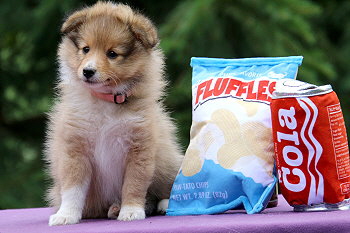 Joko O. vom Affinger Bach, 7 Wochen alt