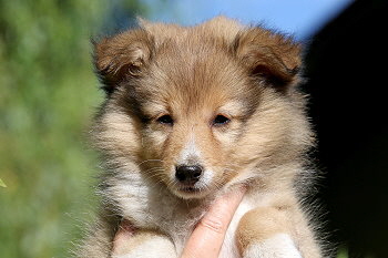 Joko O. vom Affinger Bach, 8 Wochen alt