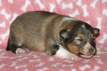 Janis J. vom Affinger Bach