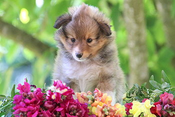 Janis J. vom Affinger Bach