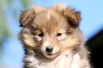 Janis J. vom Affinger Bach