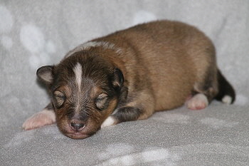 Justin T. vom Affinger Bach, 1 Woche alt