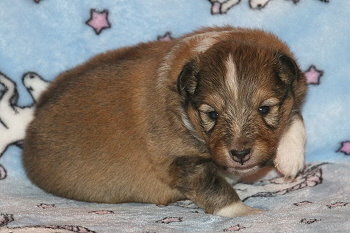 Justin T. vom Affinger Bach, 2 Wochen alt