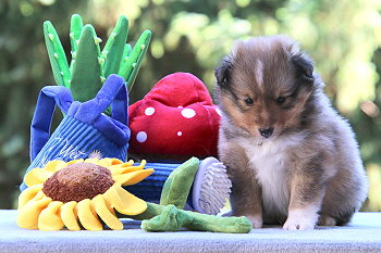 Justin T. vom Affinger Bach, 4 Wochen alt